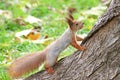 Red squirre Royalty Free Stock Photo