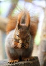 Red Squirre Royalty Free Stock Photo