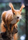 Red Squirre Royalty Free Stock Photo