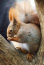 Red Squirre Royalty Free Stock Photo