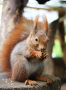 Red Squirre Royalty Free Stock Photo