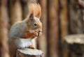 Red Squirre Royalty Free Stock Photo