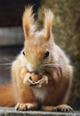 Red Squirre Royalty Free Stock Photo