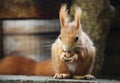 Red Squirre Royalty Free Stock Photo