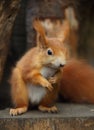 Red Squirre Royalty Free Stock Photo