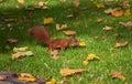 Red squirre jumping in an autumn grass Royalty Free Stock Photo