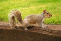 Red Squirrel Royalty Free Stock Photo