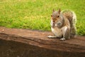 Red Squirrel Royalty Free Stock Photo