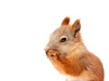 Red squirrel