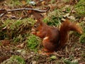 Red Squirrel