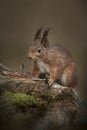 Red Squirrel Royalty Free Stock Photo