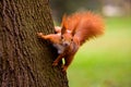 Red squirrel Royalty Free Stock Photo