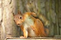 Red squirrel