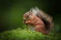 Red Squirrel Royalty Free Stock Photo