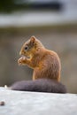 Red Squirrel Royalty Free Stock Photo