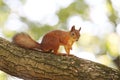 Red squirrel Royalty Free Stock Photo