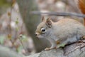 Red Squirrel on a tree branch in the woods