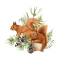 Red squirrel animal and herbs. Watercolor hand drawn illustration. Funny rodent with pine, elderberry, firn winter