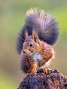 Red squirrel attentive on tree trunk