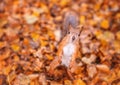 Red squirrel in the autumn foliage Royalty Free Stock Photo