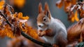 Red Squirrel Among Autumn Oak Leaves Royalty Free Stock Photo