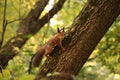Red squirrel in autumn Park