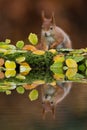 Red squirrel in the autumn