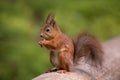 Red Squirrel with beautiful furry red tail, eating nuts with both paws