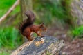 red squirrel bench nutting