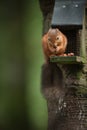 Red Squirrel on a Bird Feeder Royalty Free Stock Photo