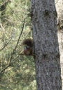 Red Squirrel On Birdhouse In A Forrest