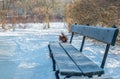 The red squirrel bites a nut on a bench in ÃÂazienki Park in Warsaw. Royalty Free Stock Photo