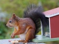 A red squirrel with a black tail Royalty Free Stock Photo