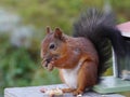 A red squirrel with a black tail Royalty Free Stock Photo