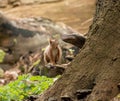 Red Squirrel on Bracket Fungus