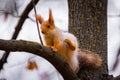 Red Squirrel on branch of tree in a forest Royalty Free Stock Photo