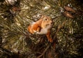 Red squirrel on the breanch. Royalty Free Stock Photo