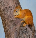 A red squirrel with bright black eyes gnaws a nut on a tree with brown bark at the hollow Royalty Free Stock Photo
