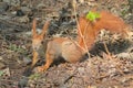 A red squirrel with a bright fluffy tail runs on the fallen leaves. Royalty Free Stock Photo