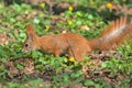 A red squirrel with a bright fluffy tail runs on the fallen leaves. Royalty Free Stock Photo