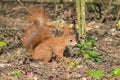 A red squirrel with a bright fluffy tail runs on the fallen leaves. Royalty Free Stock Photo