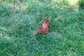 Red squirrel in the British countryside. Royalty Free Stock Photo