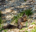 Red squirrel with brown coat