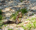 Red squirrel with brown coat