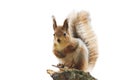 Red squirrel with bushy tail standing on white isolated background