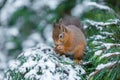 Red squirrel caching food Royalty Free Stock Photo