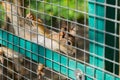 Red squirrel in a cage lookong to the camera