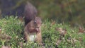 Red Squirrel in the Caledonian Forest
