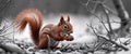 A red squirrel carefully hiding its food in the ground. Royalty Free Stock Photo
