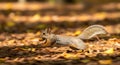 Red squirrel carrying nut in autumn forest, running through fallen leaves Royalty Free Stock Photo
